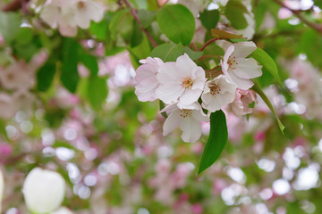 Tender flowers of apple. Natural floral background. Unblown white buds of apple blossoms. Soft blurred background with bokeh. Copy space. Greeting card.