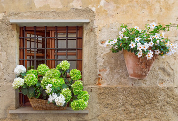 Beautifully decorated wall of the Italian house. Window of an old building with a flowering hydrangea and a clay pot with bellflowers.