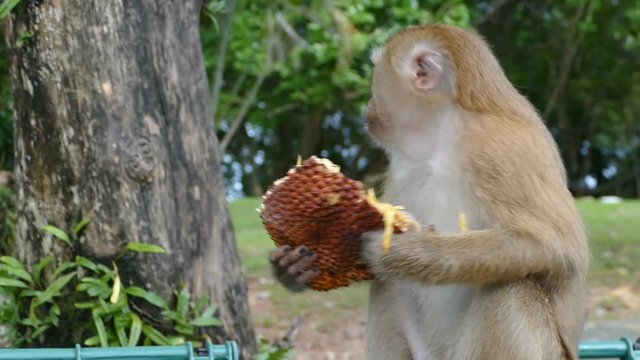 little monkey eating jackfruit in the park. Hand held camera. 