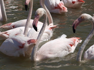 Flamingo - 170717040