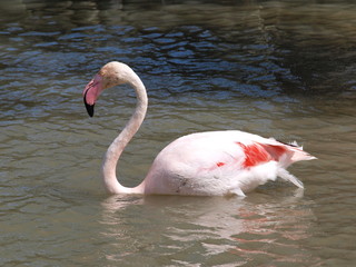 Flamingo - 170717056