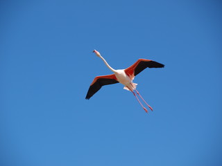 Flamingo - 170717061