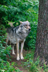 Naklejka na ściany i meble Wolf in the forest 