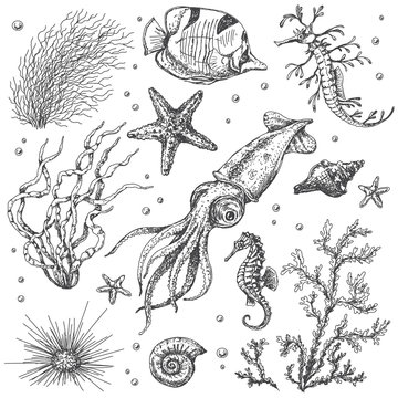 Underwater Plants and Animals Sketch