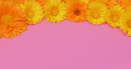 Marigold flowers. Beautiful summer background. Flowers on a pink background. Copyspace