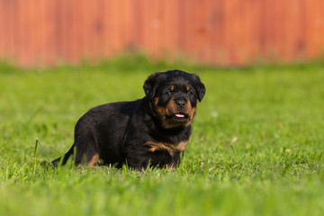 Obraz premium beautiful powerful rottweiler puppy standing in the grass