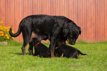 Rottweiler breed dog feeding his puppies standing on the grass