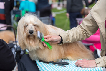 Lhasa Apso dog brushing at the conformation breed show.
