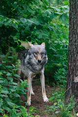 Obraz premium Wolf in the forest 