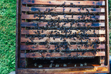 honey production and bees keeping