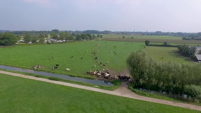 Smooth cinematic drone shot flying over the typical dutch grasslands with grazing cows.