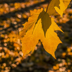 yellow foliage of a maple