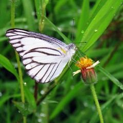 White butterfly with yellow flowers