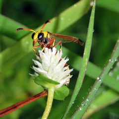 Insects, wasps / white with flowers
