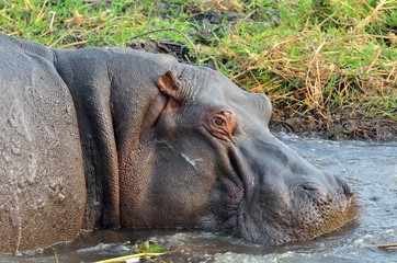 Hippo in Chobe National Park, Botswana
