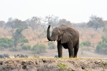 Elephant in Chobe National Park, Botswana