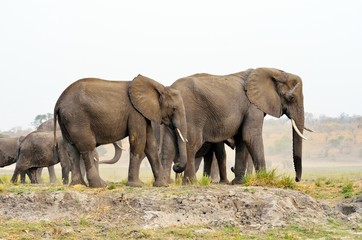 Naklejka na ściany i meble Elephants in Chobe National Park, Botswana