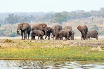 Fototapeta na wymiar Elephants in Chobe National Park, Botswana