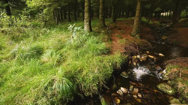 Creek in the Scandinavian forest in summer