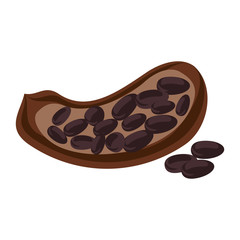 open cocoa fruit and beans icon image vector illustration design 