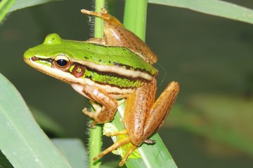 Green frog on leaf
