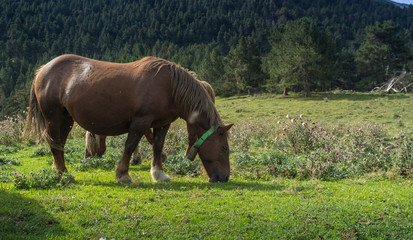 Naklejka na ściany i meble horses grazing in meadows throughout the Pyrenees