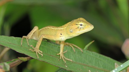 Folk chameleon on leaf