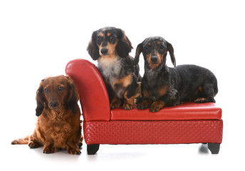 three dachshunds on a couch