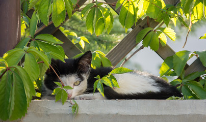 Cute black and white kitten taking it easy under a trellis in the garden