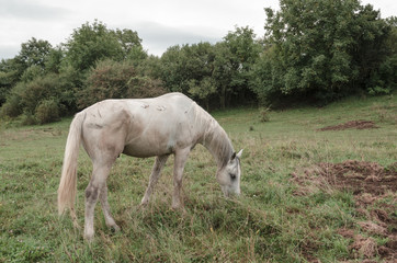 Obraz premium white horse in green field outdoors