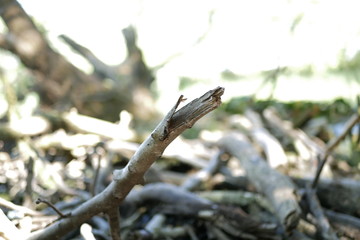 Branches  & Wood at Amager Fælled