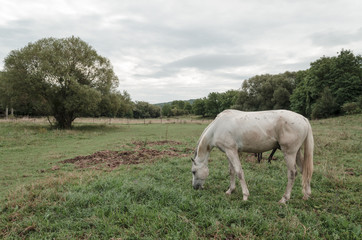 white horse in green field outdoors