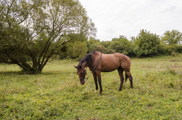 Fototapeta premium fit winner brown horse on field in morning