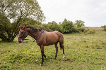 Fototapeta premium fit winner brown horse on field in morning