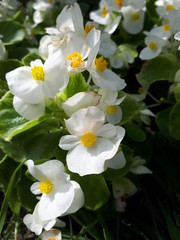Naklejka na ściany i meble flower,white,spring,nature,blossom