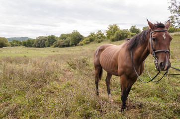 Obraz premium fit winner brown horse on field in morning