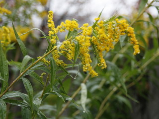The flowers of the plant goldenrod in the garden.