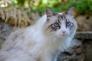 Jolie chat blac et gris au poil long, avec de beaux yeux bleu.