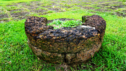 Archaeological evidence