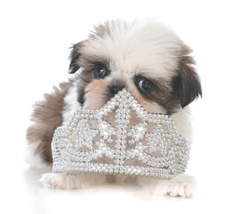 Obraz premium female shih tzu puppy laying inside tiara