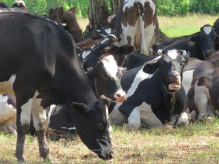 Dairy cow on the farm