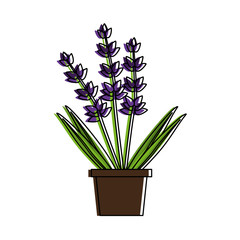 lavender flowers icon image vector illustration design 