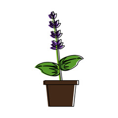 lavender flowers icon image vector illustration design 