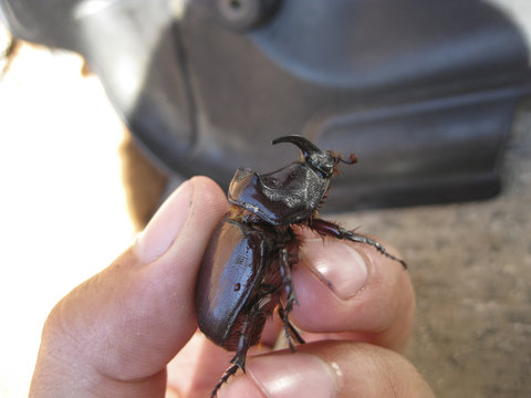 A rhinoceros beetle in a human hand. A large beetle with a horn