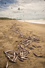 thousands of dead fish washed up on beach  in Zorritos Peru