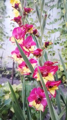 gladiolus