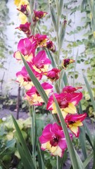 Fototapeta premium gladiolus