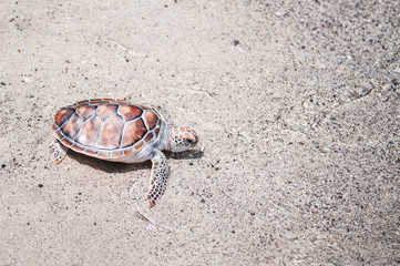 Sea Turtles - Green Turtles