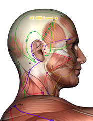 Acupuncture Point ST8 Touwei, 3D Illustration