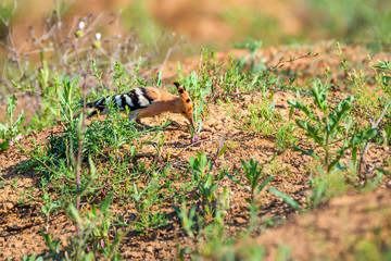 Common hoopoe or Upupa epops in steppe